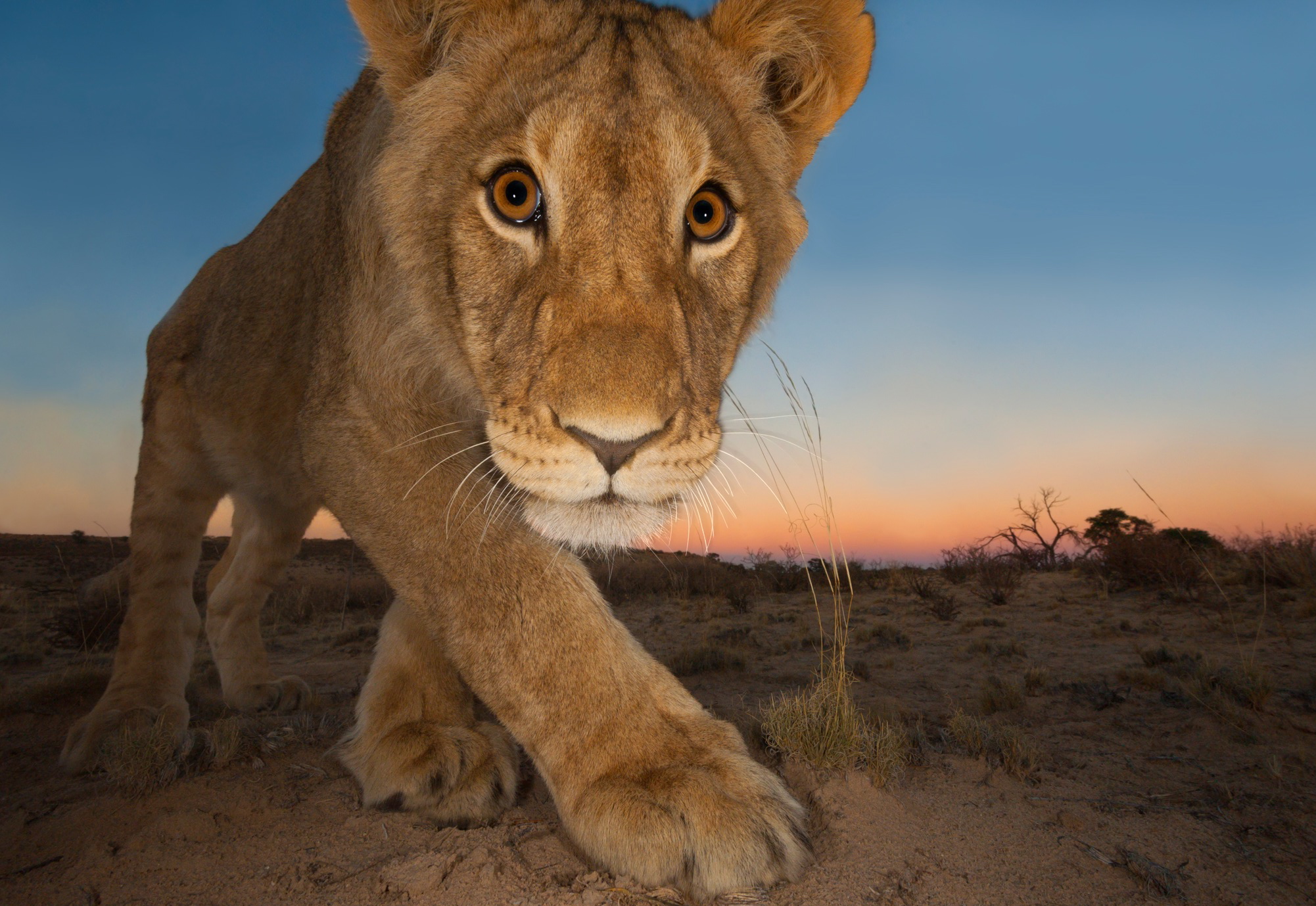 Wildlife Photographer Of The Year 2024 Winner In India Lexis Opaline