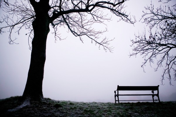 Tree in Fog