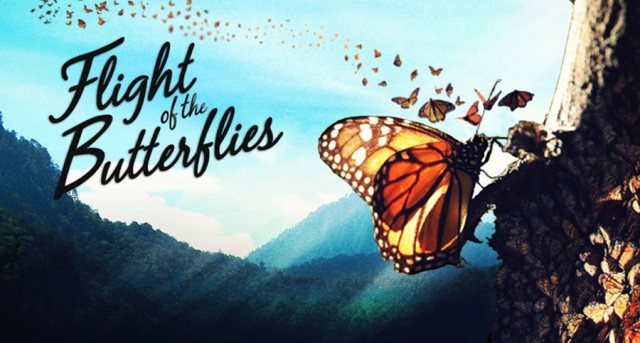 flight of the butterflies