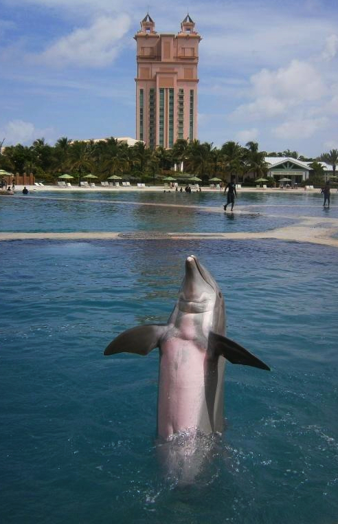 dolphin dancing