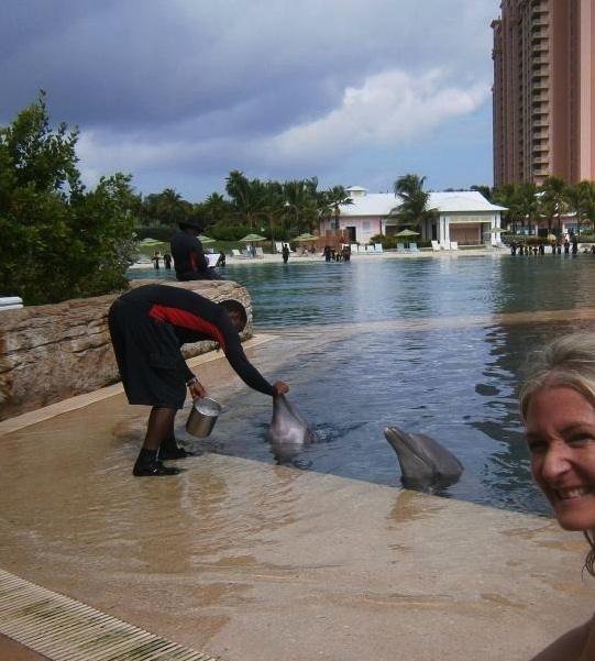 training dolphins