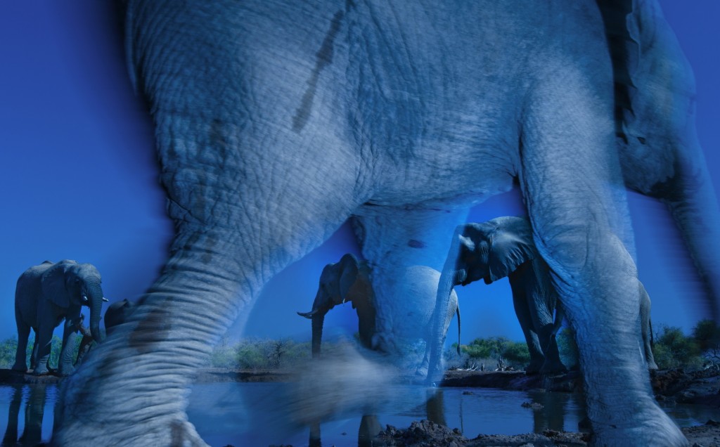 Essence of elephants (C) Greg du Toit (South Africa)