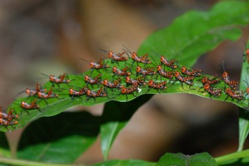 ROM Marching grasshopper nymphs, Osa Biodiversity Center (Costa Rica). Photo by Christopher Darling, Senior Curator of Entomology.
