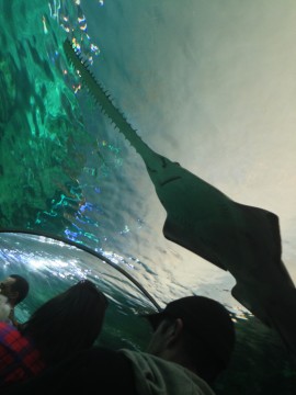 Ripley's Aquarium of Canada