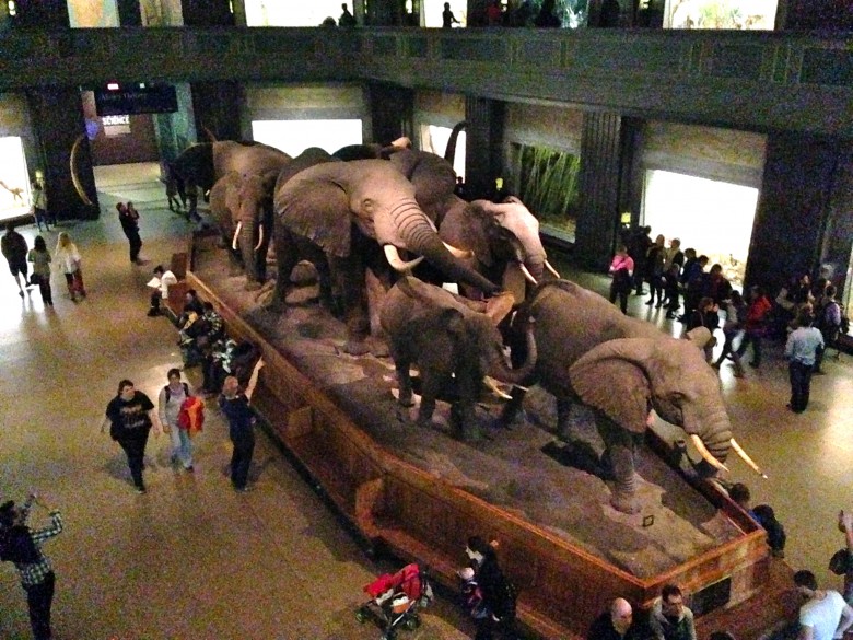 American Museum of Natural History NYC - Photo Credit: Sonya D. 