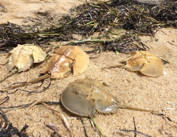 Wellfleet Horseshoe Crabs, Cape Cod