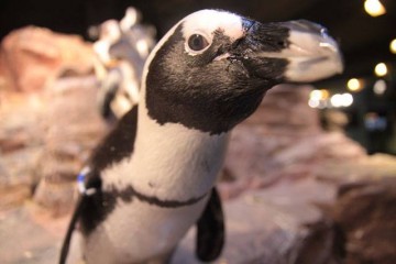 New England Aquarium, Boston