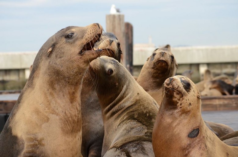 Sea Lions San Francisco