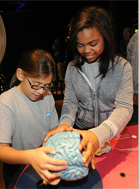 Photo courtesy of the Ontario Science Centre Brain Exhibit