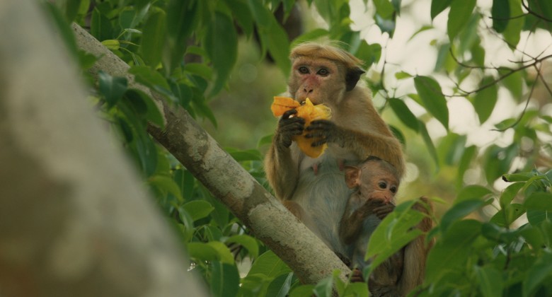 Disneynature's Monkey Kingdom. Photo Courtesy of TIFF Kids