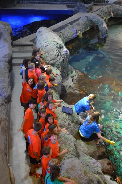 Ripely's Aquarium Summer Camps, summer camps, toronto, ripley's aquarium, fun toronto summer camps