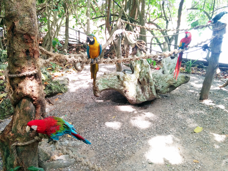 jamaica trip-dolphin cove-parrots