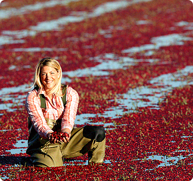 harvest-image