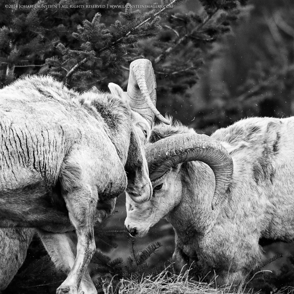 Stunning Wildlife Photography Exhibit Features Children Photographers