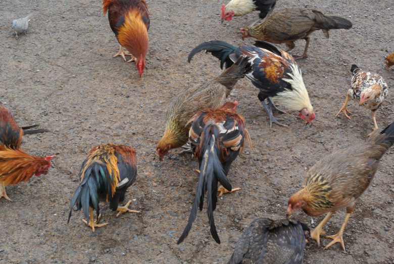 Wild Chickens in Kauai. Photo credit: Sonya D